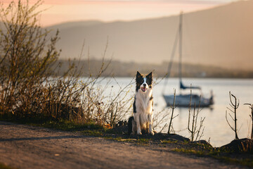 Psy rasowe z rodowodem, pies domowy, Border collie, portret pieska, ujęcie z przodu  © anettastar