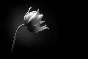 A beautiful dramatic image of a flower