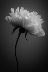 A beautiful dramatic image of a flower