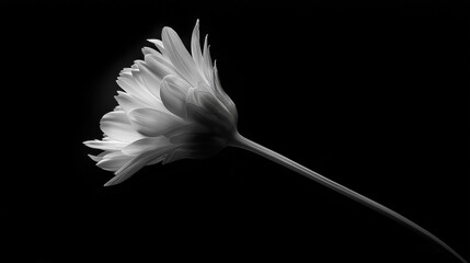 A beautiful dramatic image of a flower