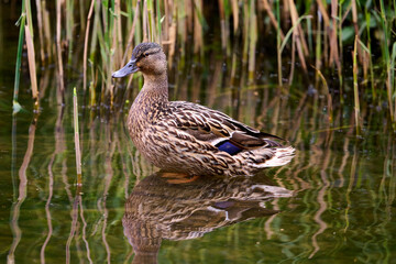 duck and duckling in the water