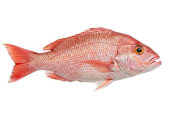 Freshly caught red snapper Isolated on transparent background culinary seafood concept