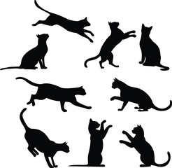 Energetic Cat Playing