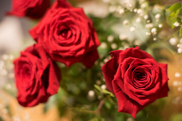 Red roses arranged elegantly with greenery in a soft setting