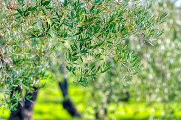 Olive grove detail in Carrion de los Cespedes, Seville, Andalusia
