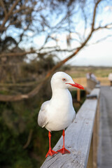 The BIG seagull on wood walkway in nature garden