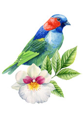 Blue and green exotic bird with white tropical flower and green leaves. Watercolor illustration on white background