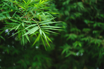Bamboo leaves green natural background, blur bokeh