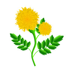 Botanical marigold flower vector artwork, Marigold illustrator flower on white background.
