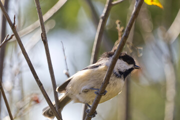 Black-capped Chickadee on a Branch