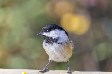 Close up of Black-capped Chickadee
