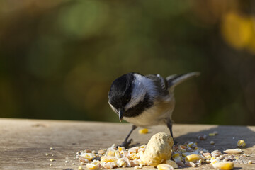 Close up of Black-capped Chickadee