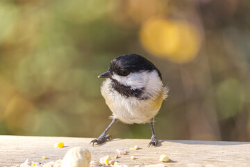 Close up of Black-capped Chickadee
