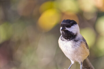 Close up of Black-capped Chickadee