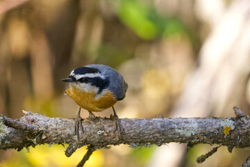 Red-breasted Nuthatch on a Branch