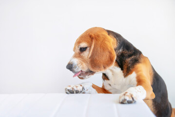 funny hungry beagle dog ​​looking with interest