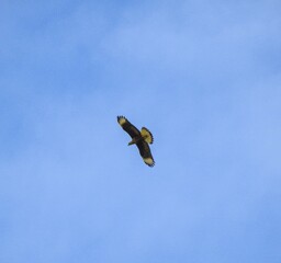 Condor