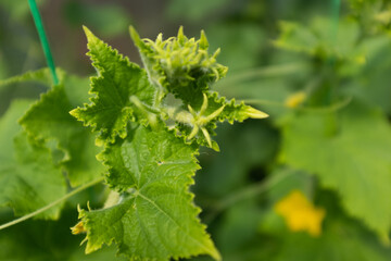 Close-Up of Cucumber Plant with Yellow Flowers and Green Leaves – Healthy Garden Vegetation. Gherkins grow in glasshouse for design, wallpaper, poster, banner, cover, website. High quality photography