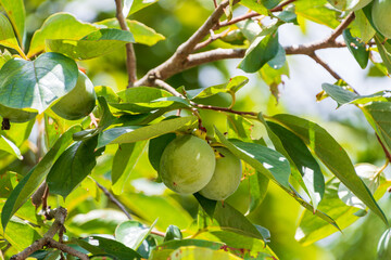 夏の日差しを浴びる若い青柿の実