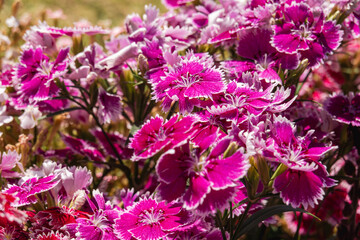陽光を浴びて咲き誇るピンクのナデシコの群生