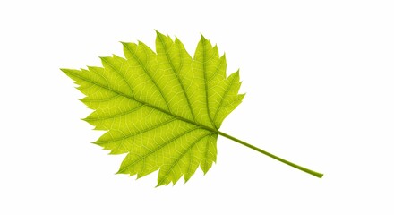 Green leaf of a plant isolated on white background  