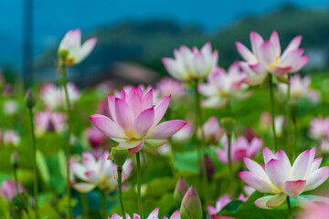 Fototapeta premium 夏空の下に咲く美しいピンクの蓮の花