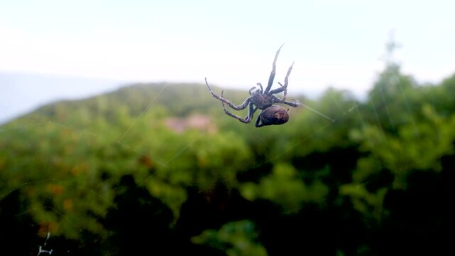 A tangle-web spider (Theridiidae) on a web in a broad-leaved oak forests in Sikhote Alin mountains. East Siberia