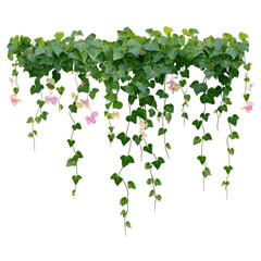 A hanging plant with green leaves and small pink flowers isolated on a black background in full frame