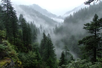 fog in the mountains and the forest