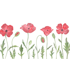 Watercolor Red Poppy Flowers with green leaves isolated on a white background.