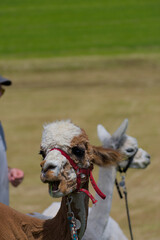 Obraz premium A freshly shorn alpaca stands gracefully, its soft fleece revealing crisp textures and delicate details. The serene expression and balanced composition exude warmth, calm, and refined simplicity.