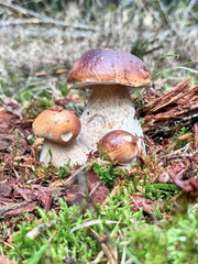 A beautiful close-up of mushrooms surrounded by lush greenery, showcasing nature's elegance and the intricate details of fungi thriving in their natural habitat