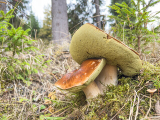 A beautiful close-up of mushrooms surrounded by lush greenery, showcasing nature's elegance and the intricate details of fungi thriving in their natural habitat