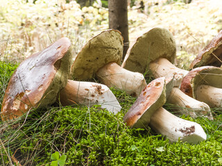 A stunning arrangement of wild mushrooms nestled on the forest floor, showcasing their vibrant colors and unique shapes amid lush green moss and plants