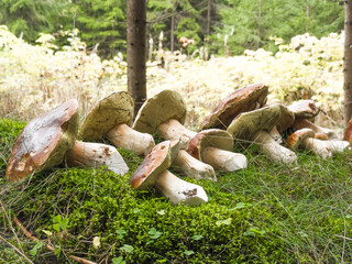 A stunning arrangement of wild mushrooms nestled on the forest floor, showcasing their vibrant colors and unique shapes amid lush green moss and plants