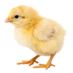 Obraz premium Small fluffy baby chick standing alertly isolated on a transparent background