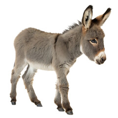 Fototapeta premium Young baby donkey foal standing sweetly isolated on a transparent background
