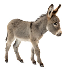 Obraz premium Charming baby donkey with large ears standing isolated on a transparent background