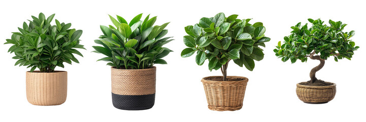 Indoor Plant in Wicker Baskets, Modern home decoration, Rattan pot