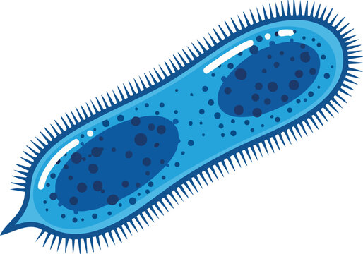 Blue bacterium microbe vector illustration with detailed cell structures and outer cilia 