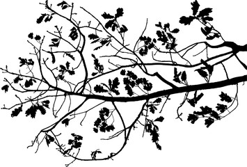 Vector illustration of natural oak branch