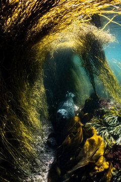 Grey seal resting underwater amid seaweed forest in Brittany, France during the daytime, showcasing marine wildlife