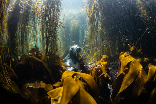Grey seal investigates the surrounding kelp forest environment off the coast of Brittany, France