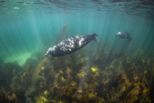 Grey seal, Halichoerus grypus, swims in the ocean waters of Brittany, France, light rays stream through the surface