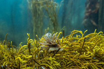 Sea anemone stands out among the algae found on the ocean floor of Brittany's waters © Subphoto