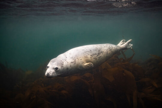 Young grey seal , Halichoerus grypus, enjoys a dive amongst kelp forests in Brittany during daytime