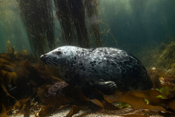 Obraz premium Grey seal swims gracefully underwater amongst sea kelp off the coast of Brittany, France, observing its surroundings carefully