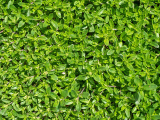 Obraz premium Thyme leaf carpet in nature, showcasing lush greenery and vibrant texture under sunlight.