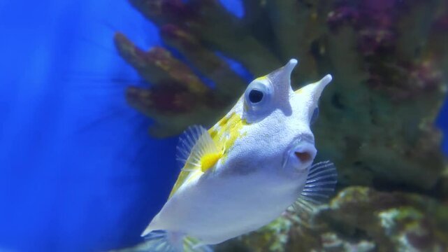 Longhorn cowfish, Lactoria cornuta, or horned boxfish - species of marine ray-finned fish belonging to family Ostraciidae, the boxfishes. View through the glass of aquarium
