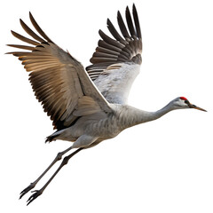 Fototapeta premium Majestic crane bird with wings spread mid flight isolated on a transparent background